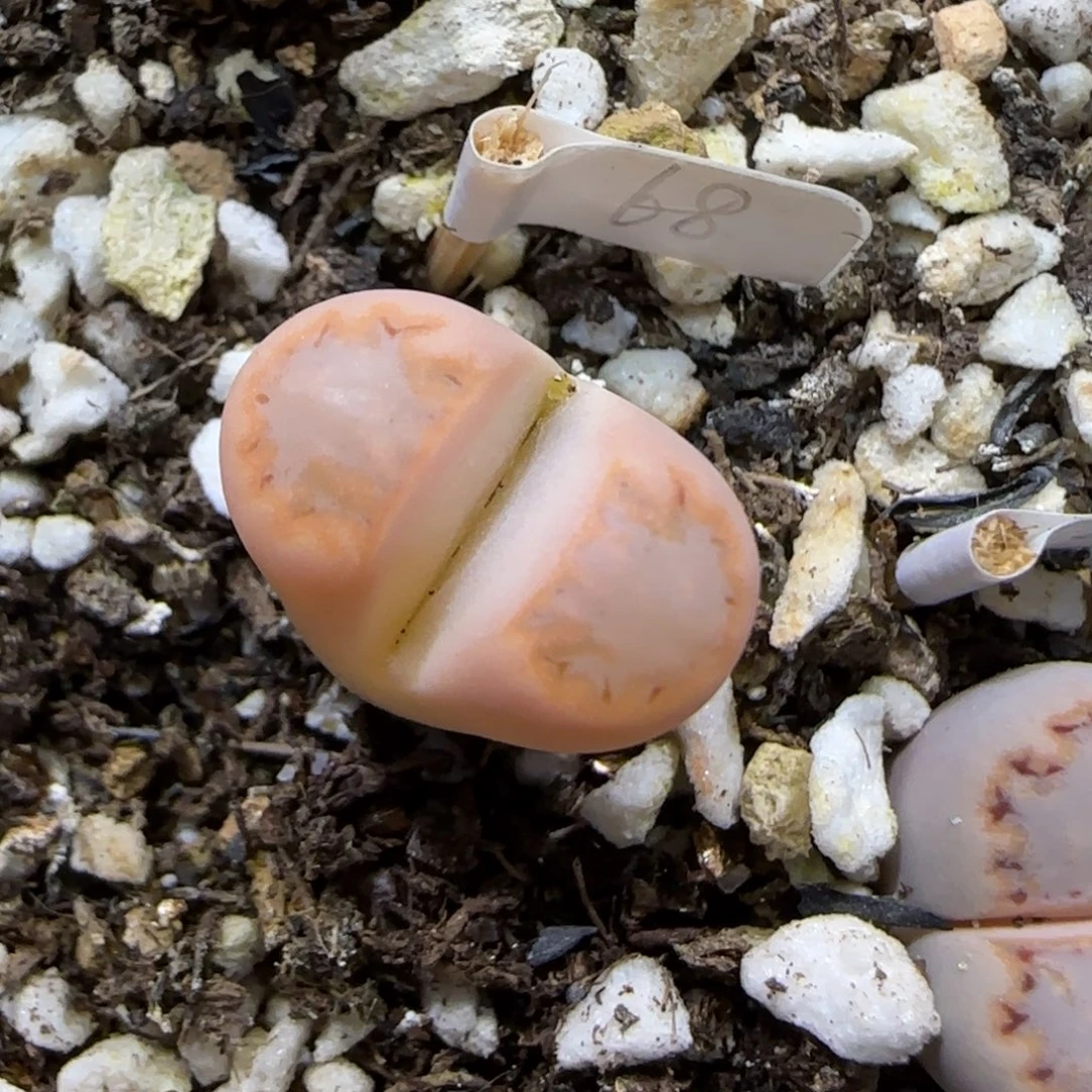 1.3.c216饼干.9050清旧框福利