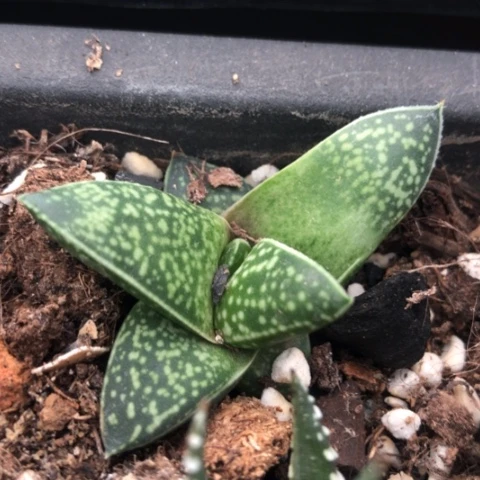 旋转蜗牛龙虎霸蜗牛