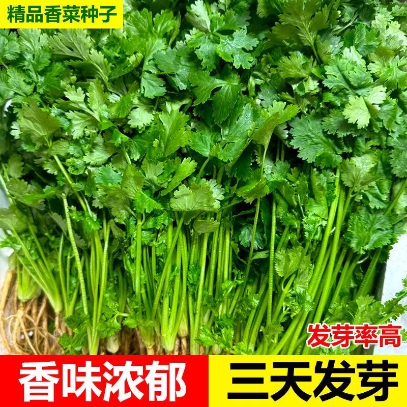 香菜种子大全农家盆栽苗大叶芫荽种籽四季食用香菜籽蔬菜种籽种孑