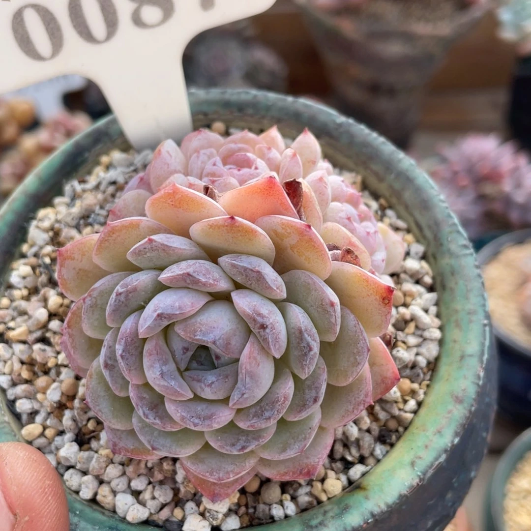 Y*W0087雪颜不带盆啦啦啦