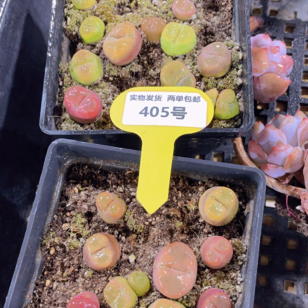 405号 八年母本毛汉尼一盒