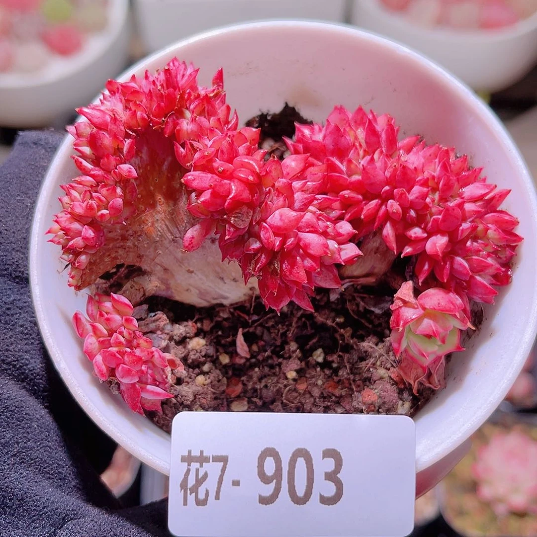 花利美7-903火焰杯缀化