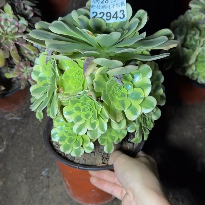 22943绿豆多肉植物