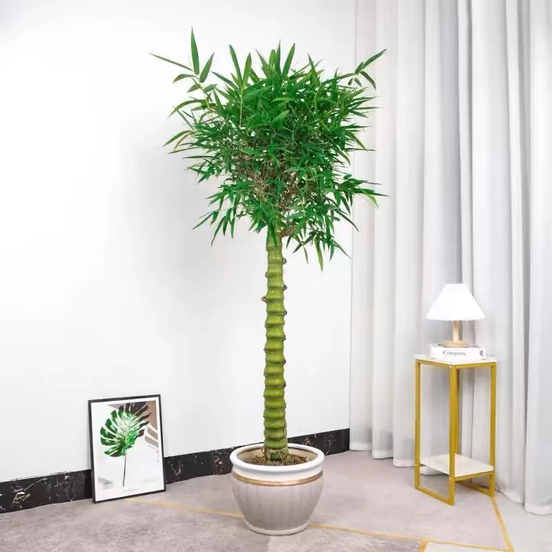 佛肚竹开运竹，招财纳福，步步高升