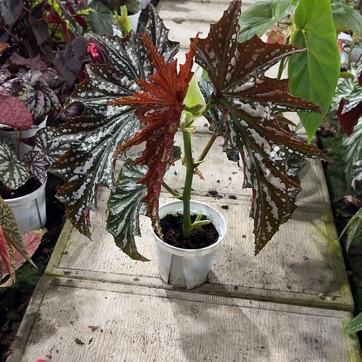 完全开放爱丽丝秋海棠