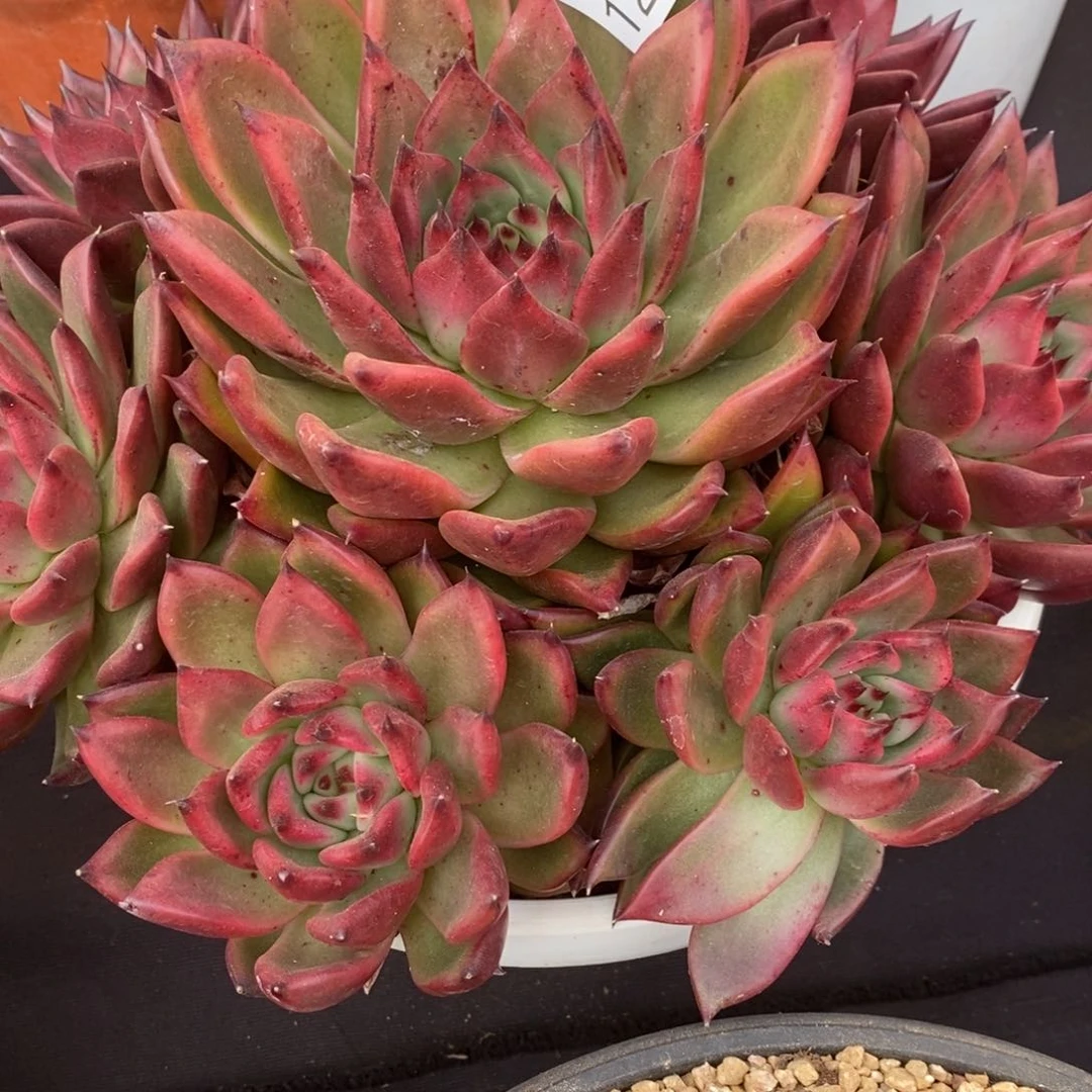 两单包邮1218-132东云杂