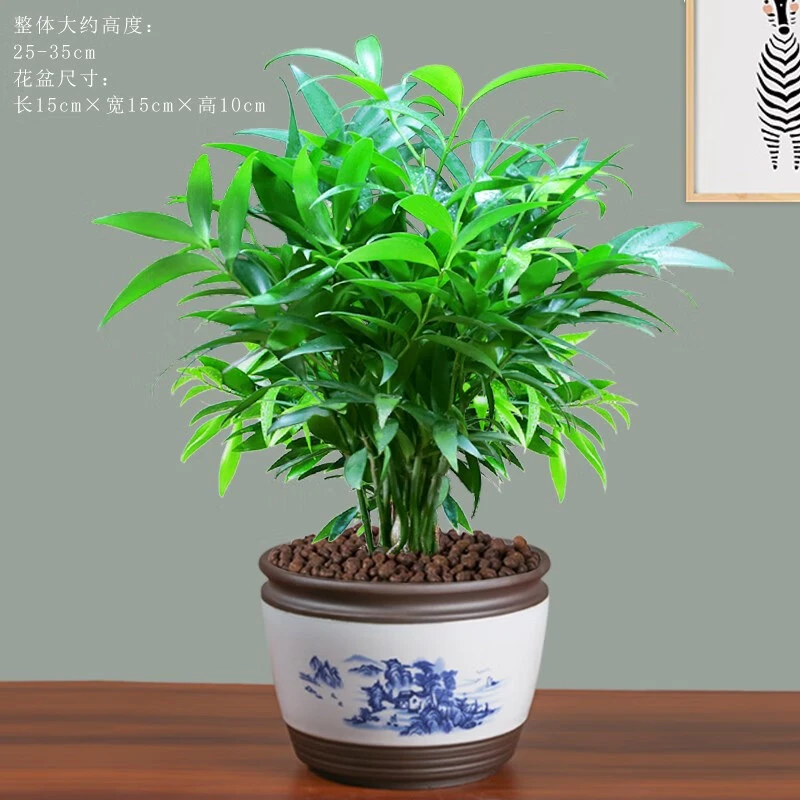 竹柏盆栽室内驱蚊植物平安竹绿植花卉四季好养长寿竹树苗竹子盆景