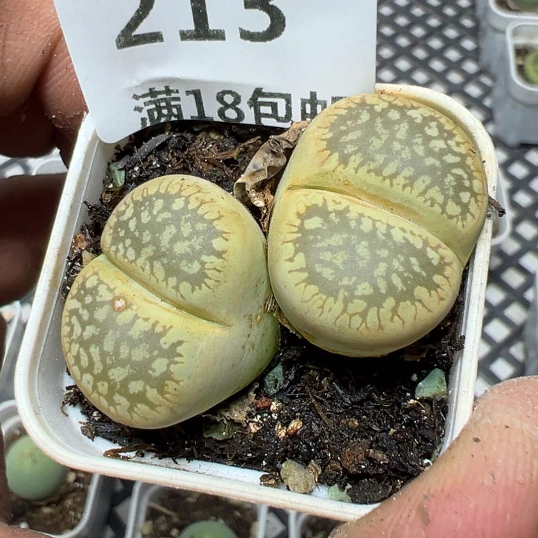【闪购商品】 213。