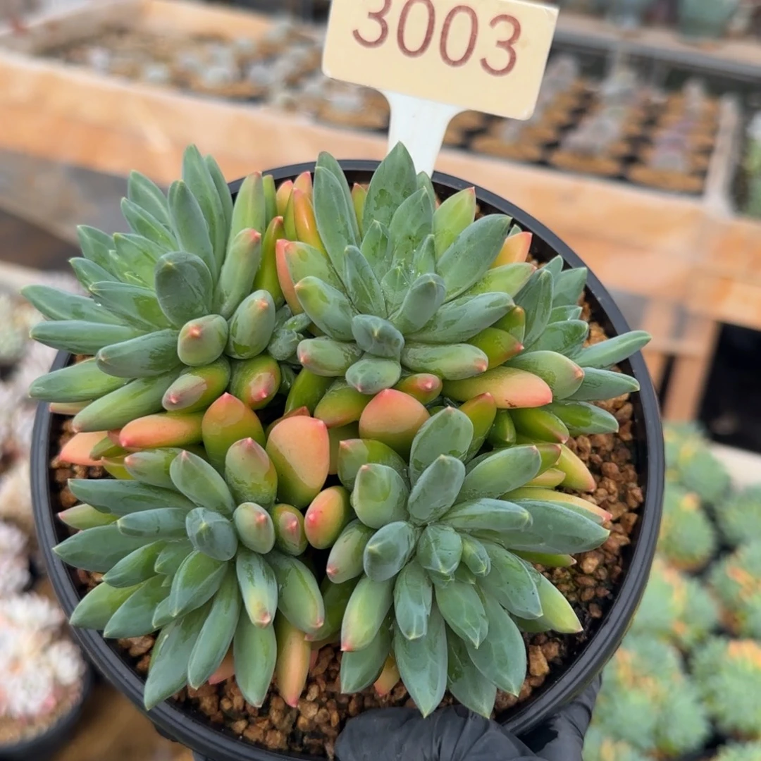 3003。     云朵泡泡群