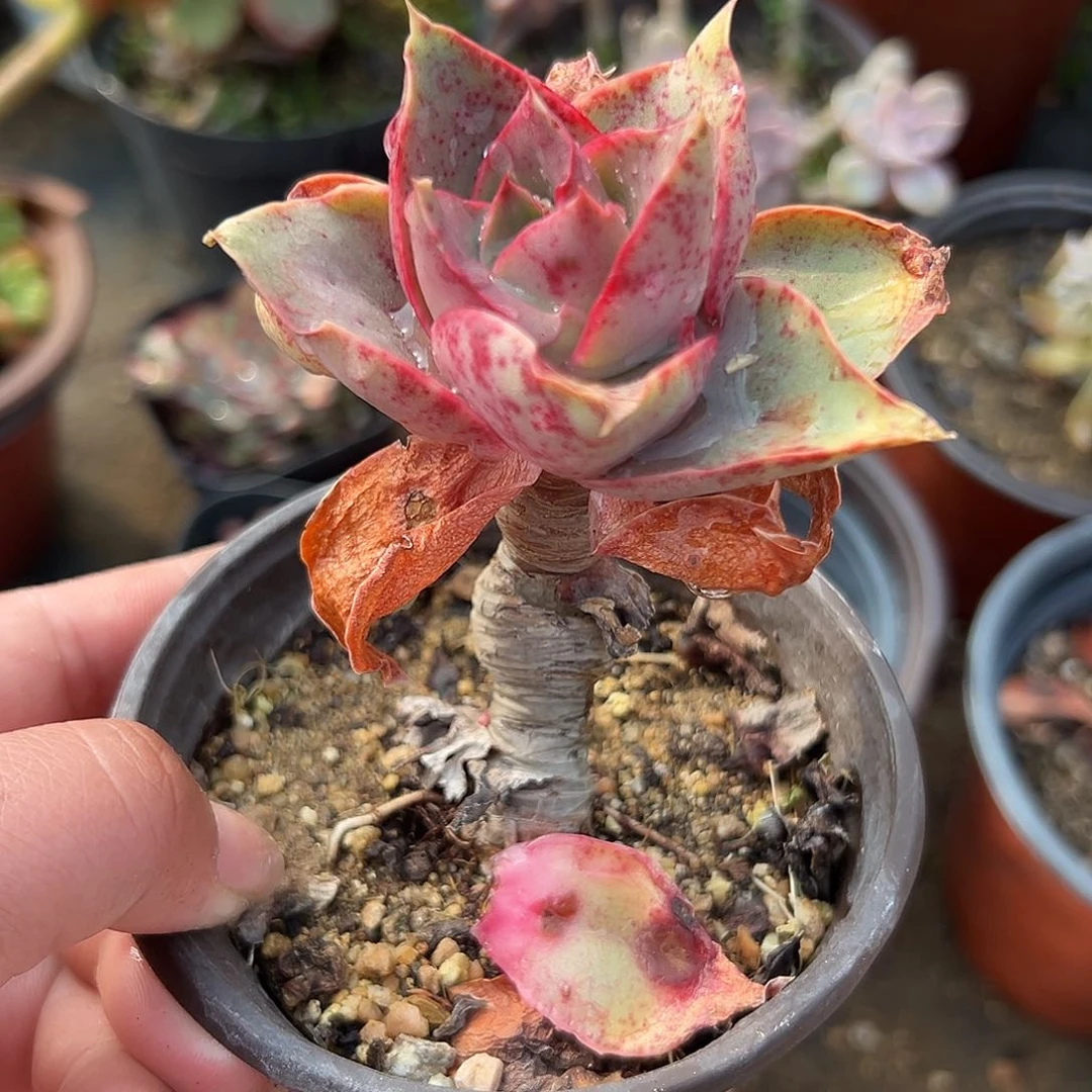 多肉植物大河之舞