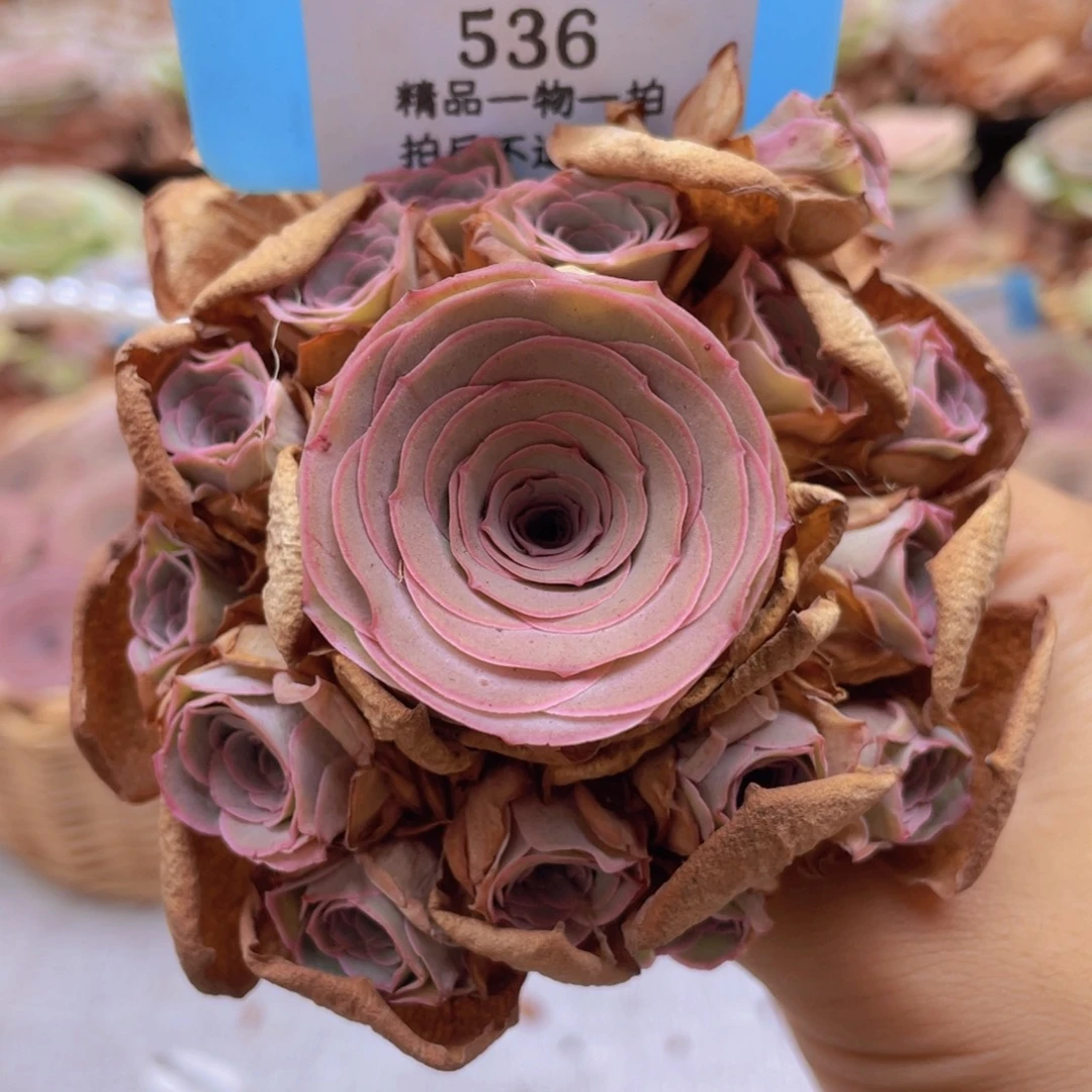 囍***～山地玫瑰536裸根发货不售后