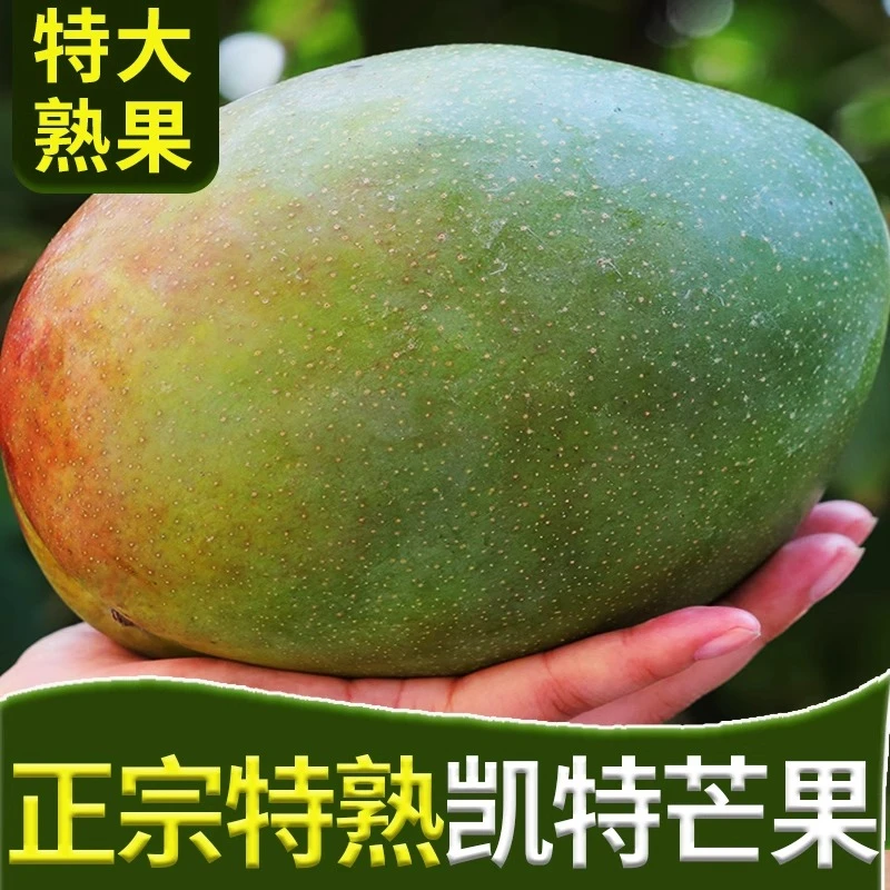 【放软吃】攀枝花凯特芒果新鲜水果新鲜整箱现摘现发整箱包邮