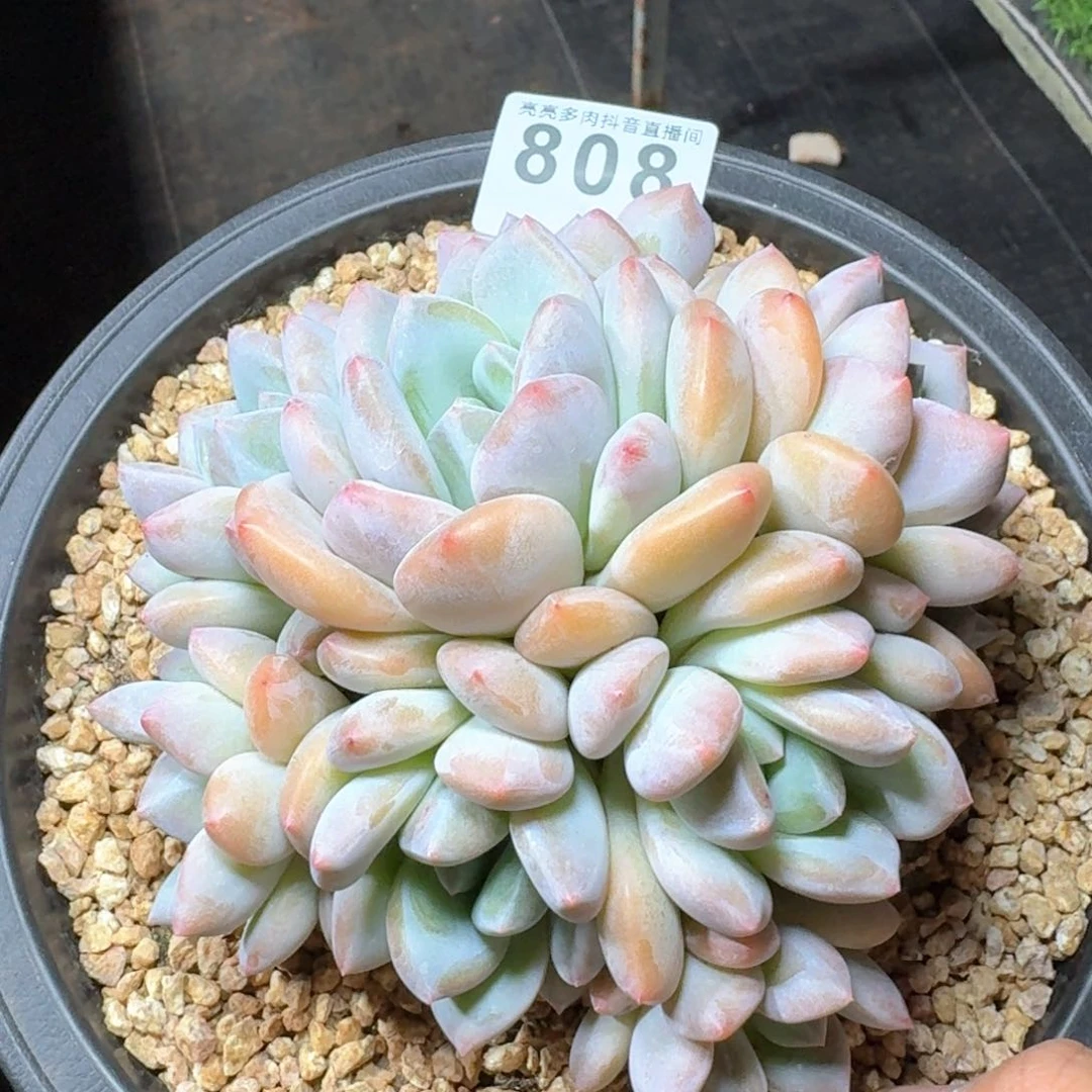 香橙群生         多肉植物