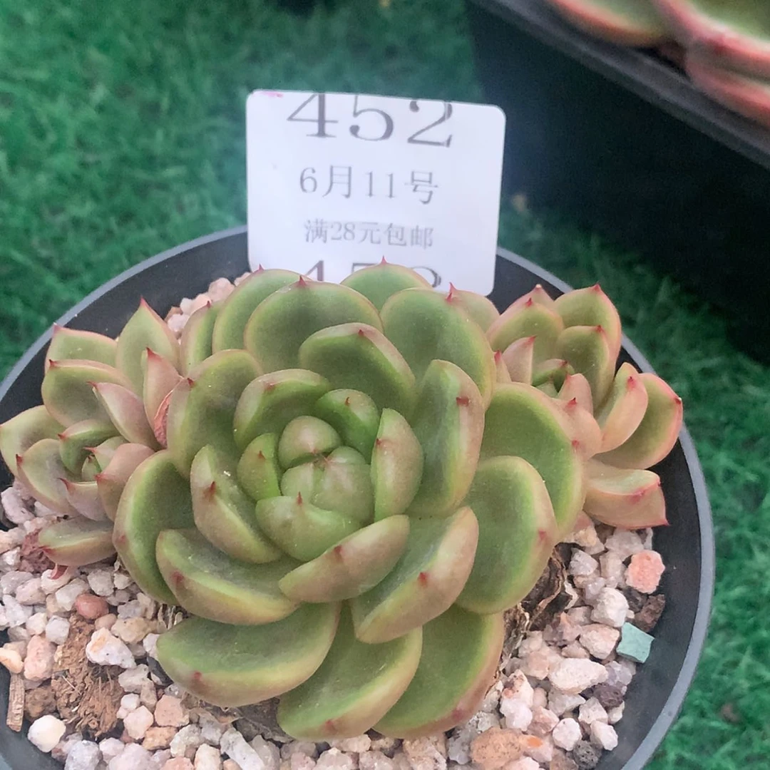 【闪购商品】云452号