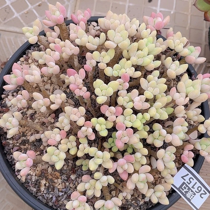 奶酪蛋糕26157多肉植物