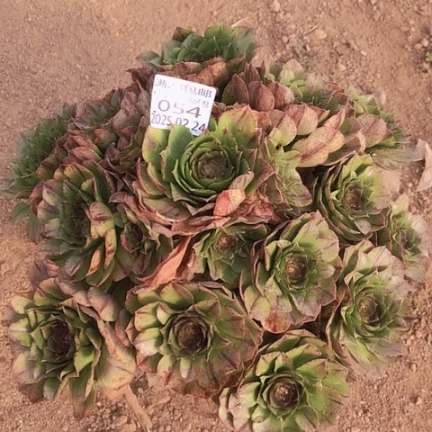 2.24-54万拉丝多肉植物