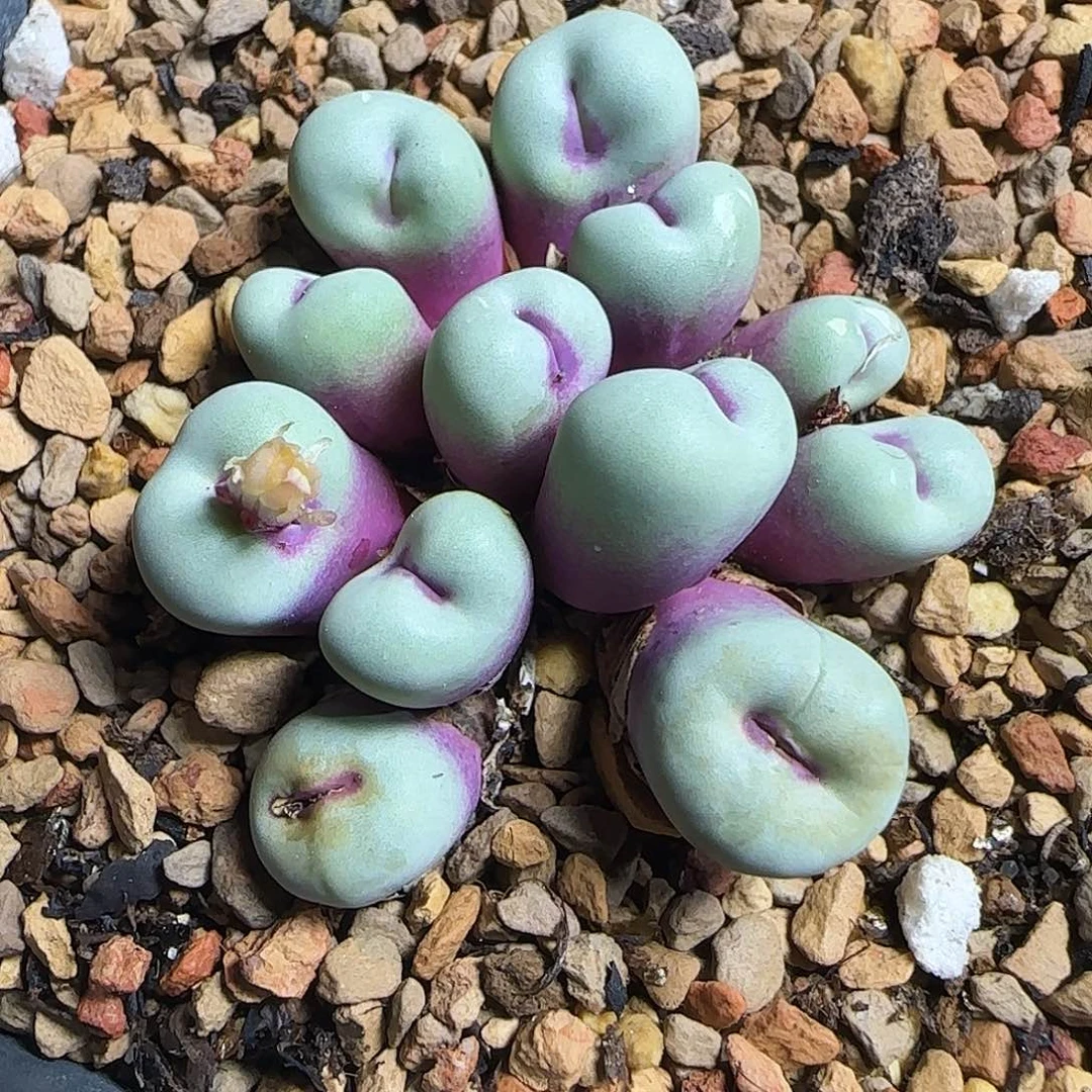 璐***️多肉植物贝特分119号