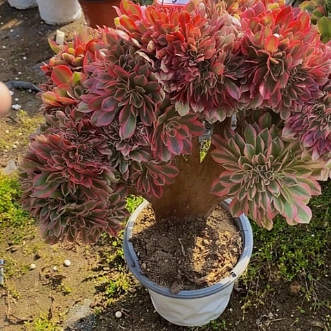 粉女巫缀化老桩法师15链接