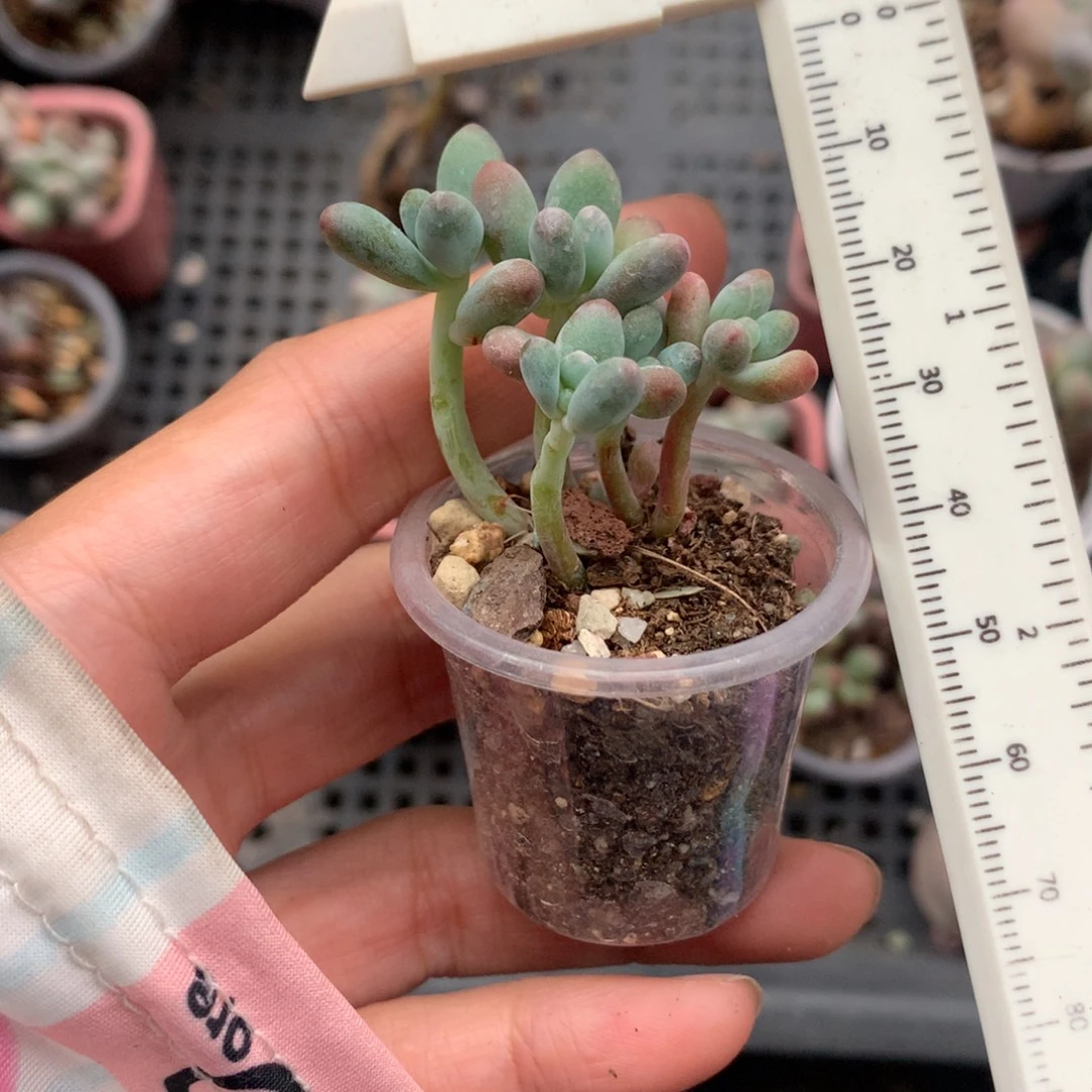 苹果奶酪多肉苹果吗