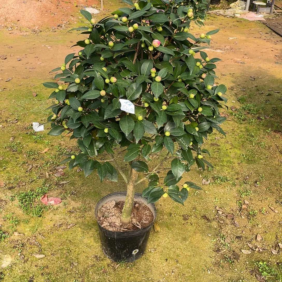 完全开放香妃，111111