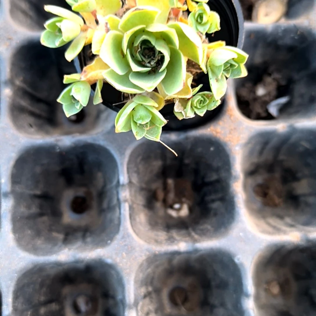 满6元包邮，山地玫瑰多头小