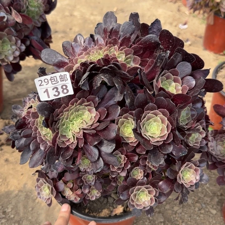 欧紫缀……多肉植物……