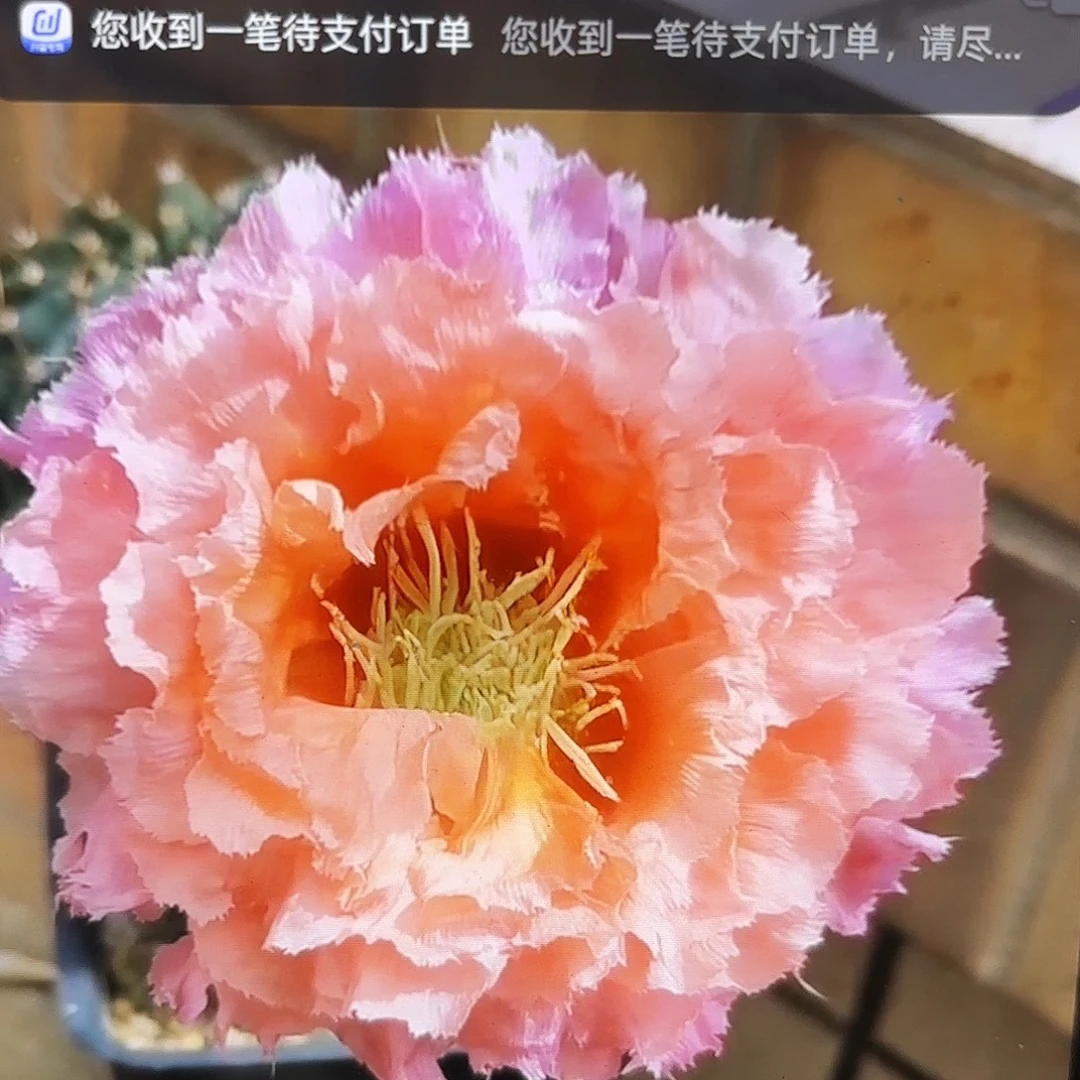 062彩4-5公分侧牙20包邮13