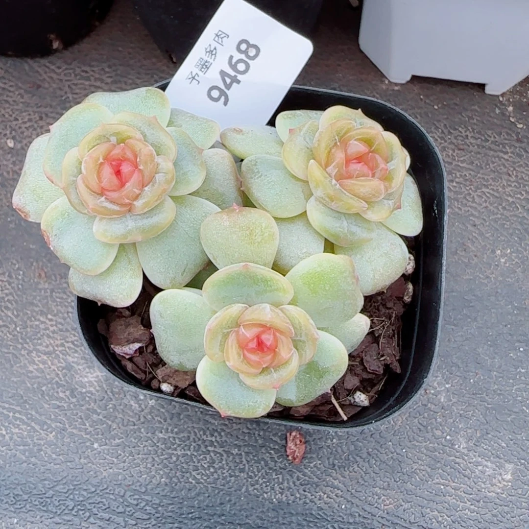 粉恋，9468多肉植物