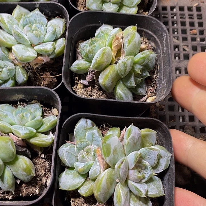 6.5方双头汉堡处理