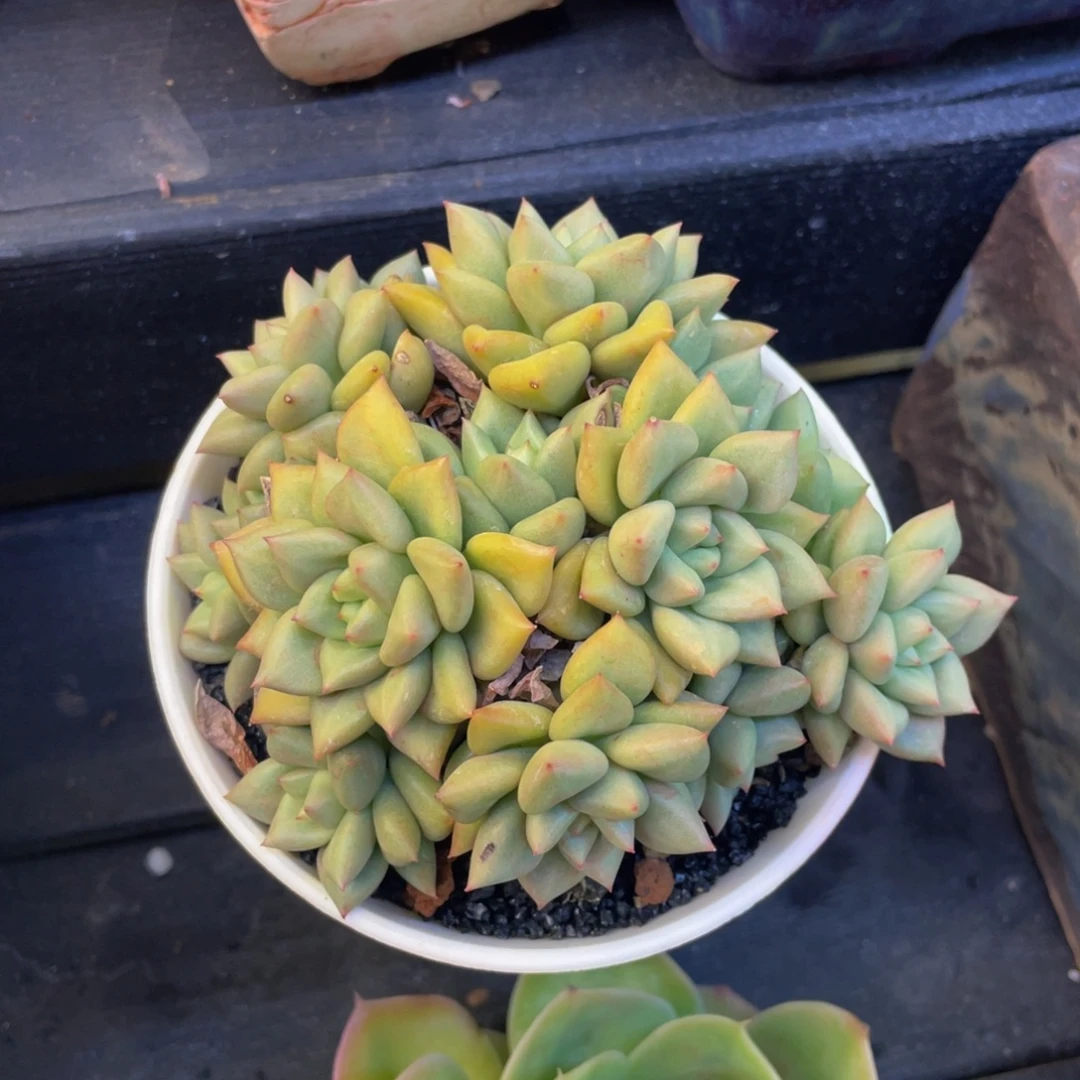 多肉植物盆栽多肉