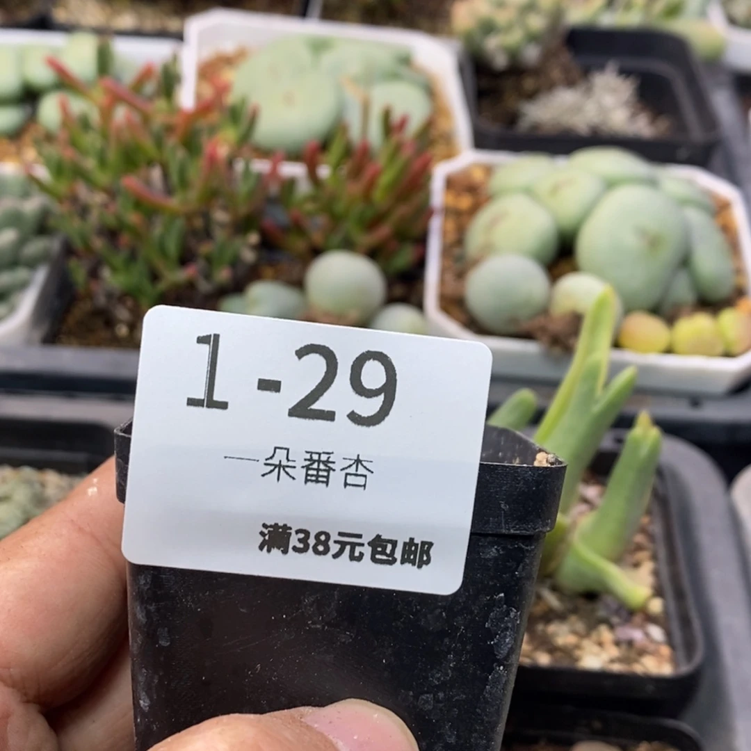 噔*噔55565868869888788