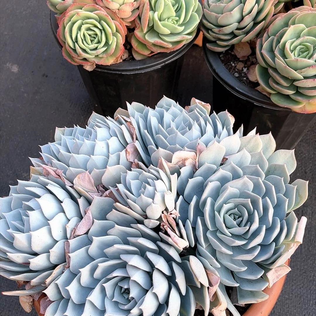 薄叶蓝鸟群16009