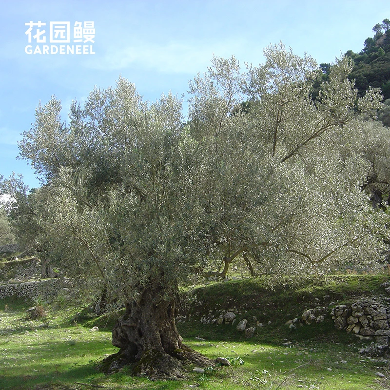 银叶油橄榄美植袋苗大规格庭院乔木室内绿植冷色系地中海花园风情