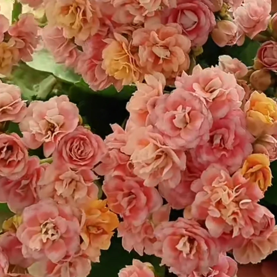长寿盆栽花【漫卷流光】110盆带土带花苞发货