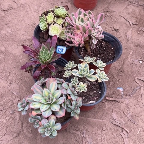 595多肉植物组合，