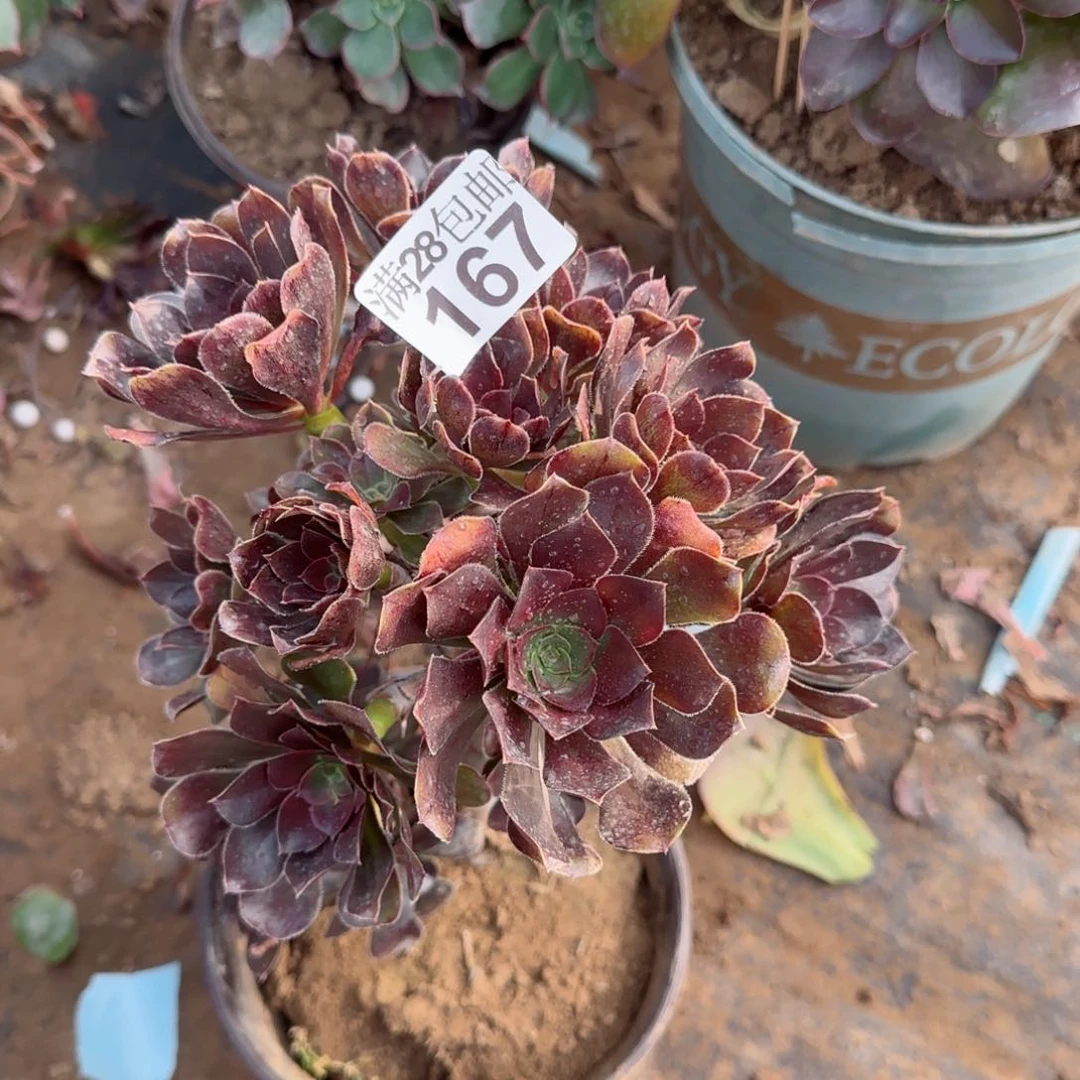 炫彩圆叶多肉167满28包邮断枝不包