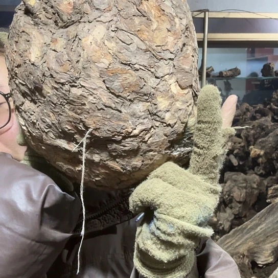 香榧木决**李火琉璃的故事毛料摆件哦