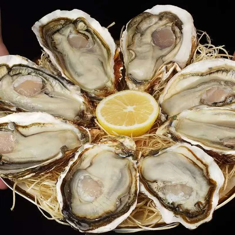 刺身级【到手10斤正宗乳山生蚝】7-5两帝王蚝 买5斤送5斤共10斤