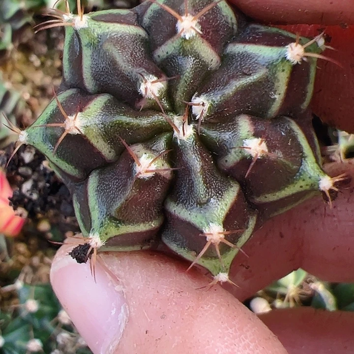 用***7当前无花栽培后可以开花