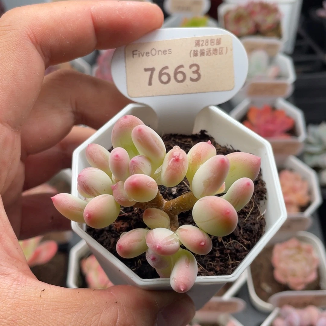 苹果奶7663-6厘米