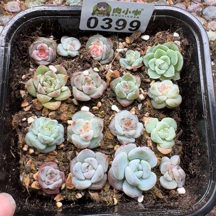 多肉植物多肉植物