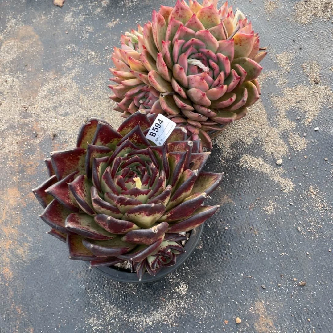 无花朵若如东云单拍B594