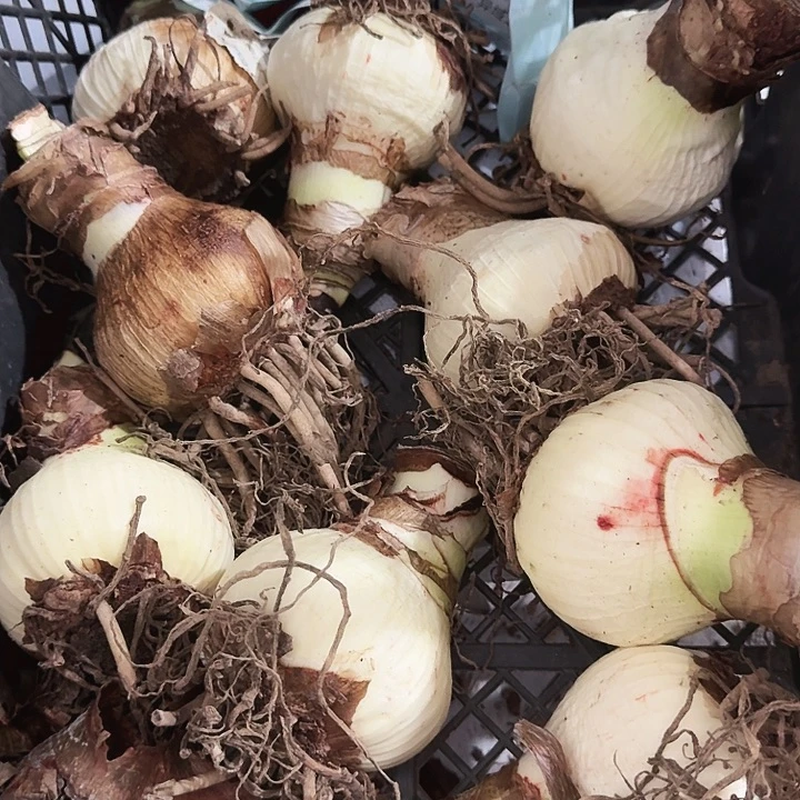 异域之星直径7.5+