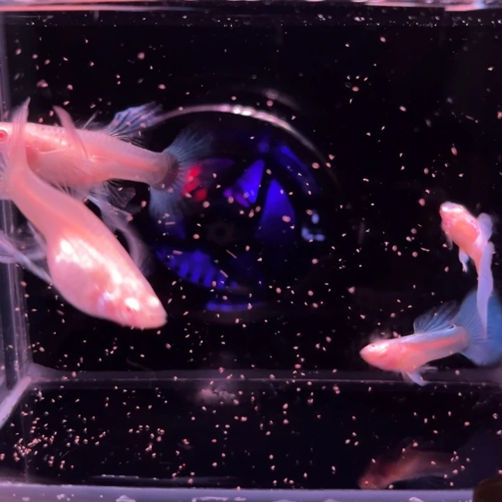 孔雀鱼蓝白宽C2对