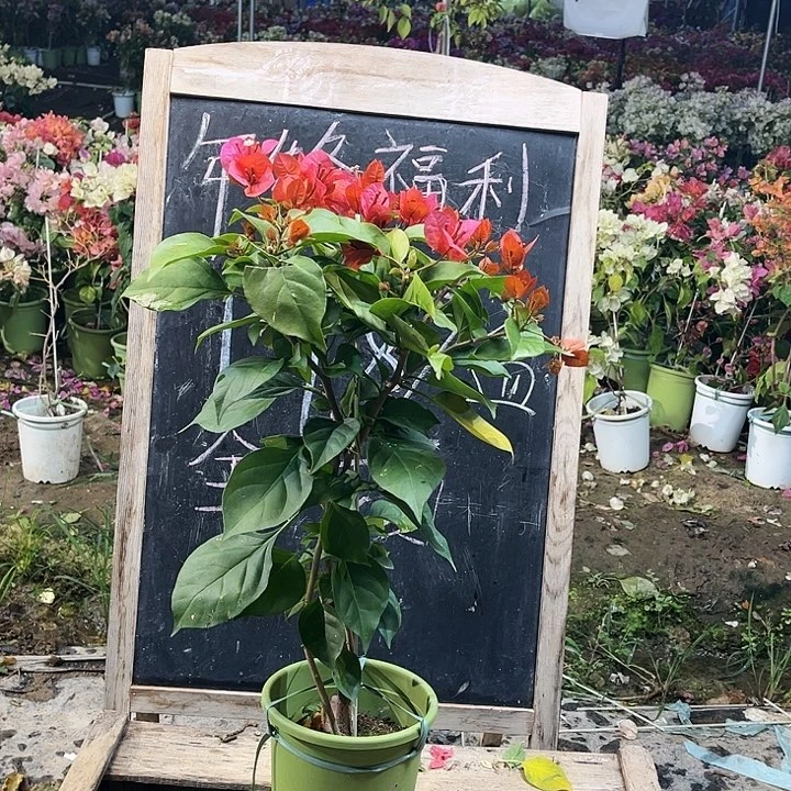 完全开放三角梅米奇