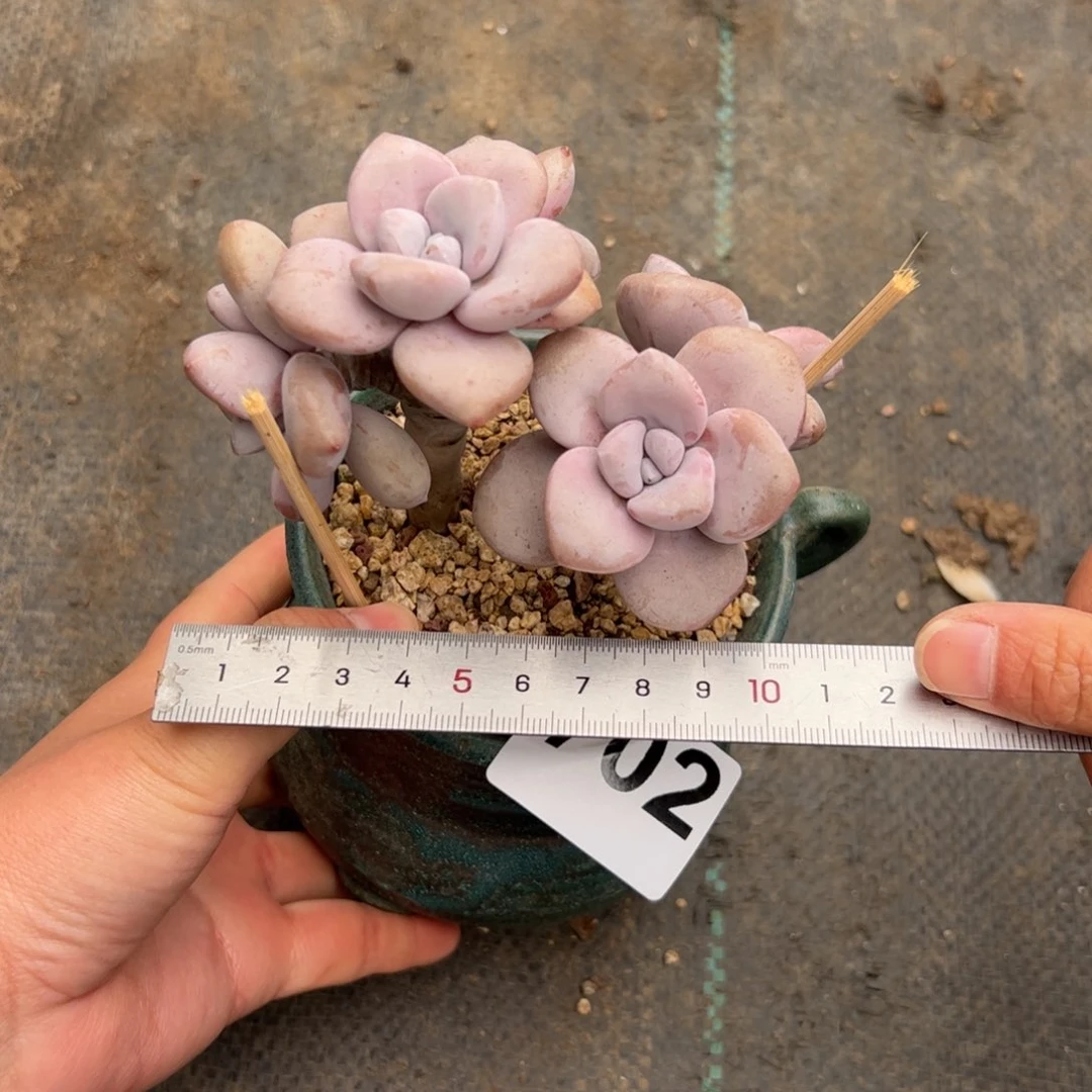 ?***?702 多肉植物组合
