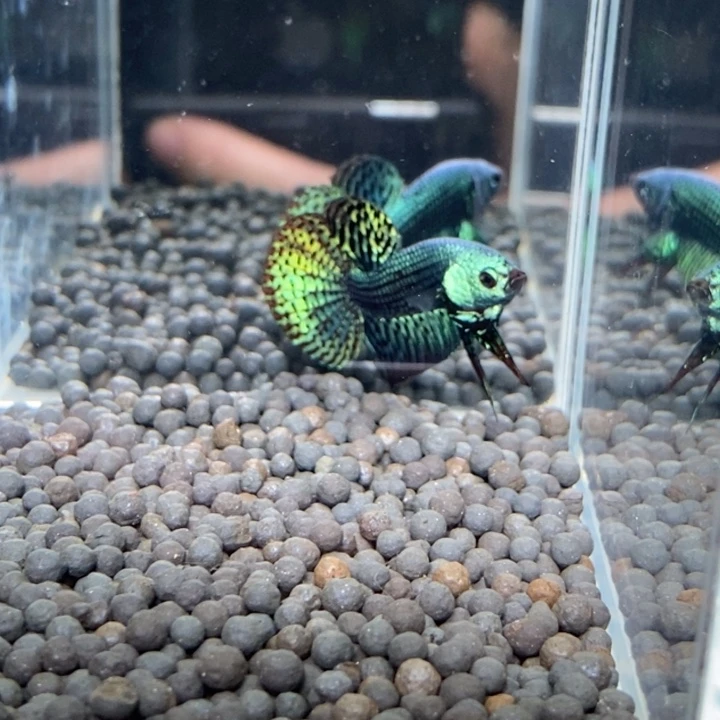 斗鱼泰国斗鱼293号