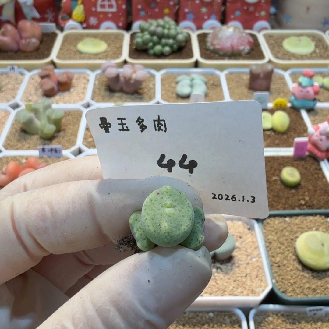 图***图多肉多肉多肉1.3-044