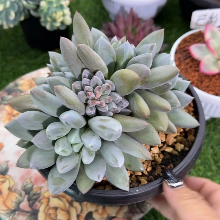 焦糖哥特萝莉多肉植物