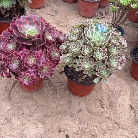 933多肉植物组合，